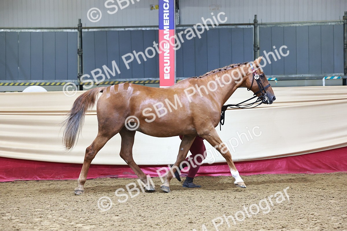 SBM_21768 - Class 901 - Supreme Final - IH  Diamond