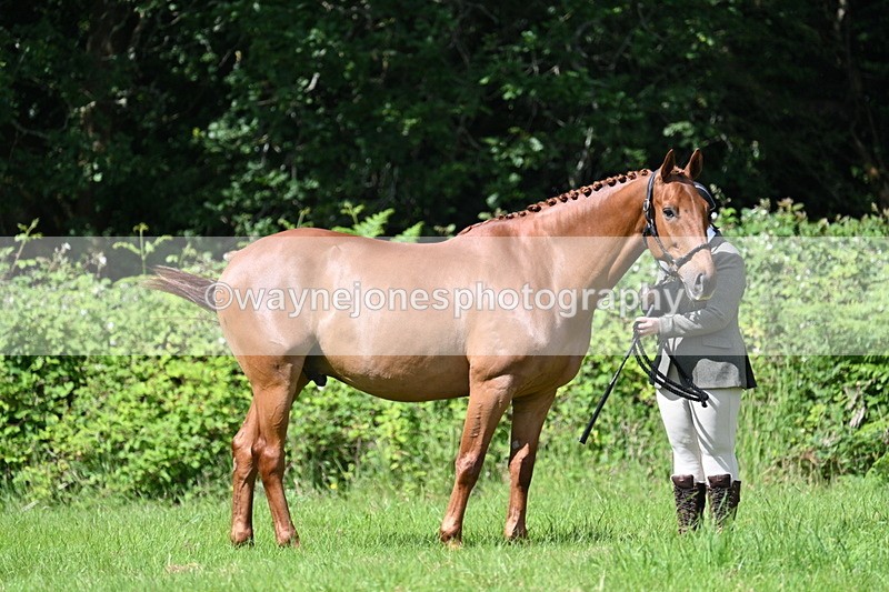WJ7_1229 - Class 11 Condition & Turnout