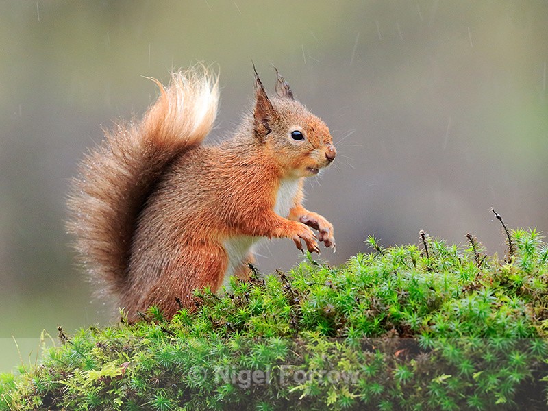 Red Squirrel on a mossy perch in heavy rain, Dumfries, Scotland - Squirrel