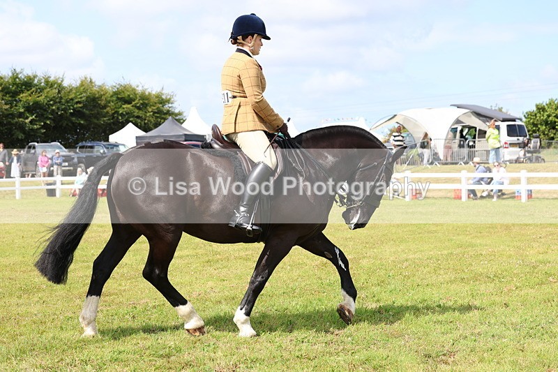 3E7A9816 - Class 5: Rising Star Lightweight/Heavyweight Cobs