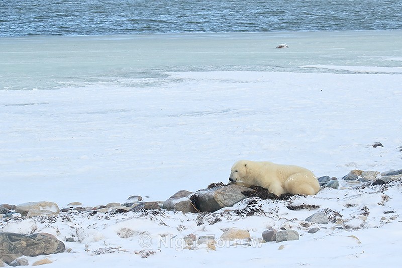 Polar Bear waiting for sea ice to form near Churchill, Canada - Polar Bear