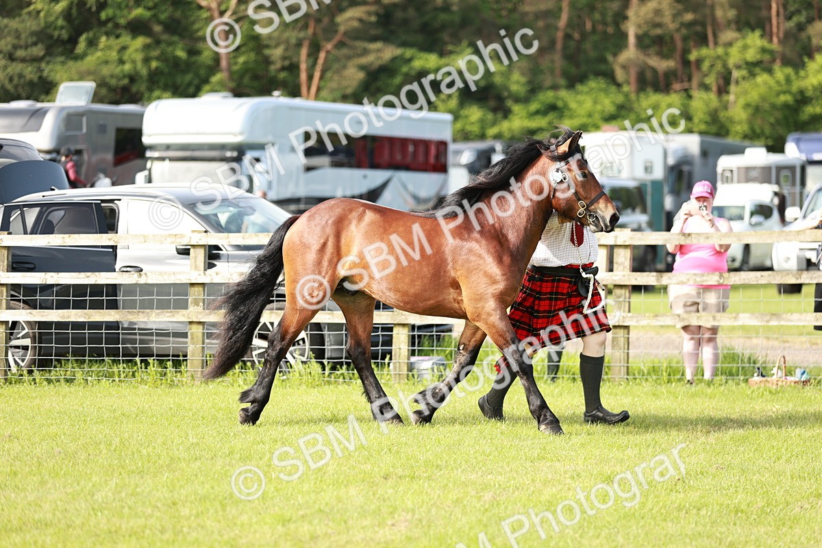SBM_00684 - Class 14-23 - Mountain & Moorland In Hand Non Welsh