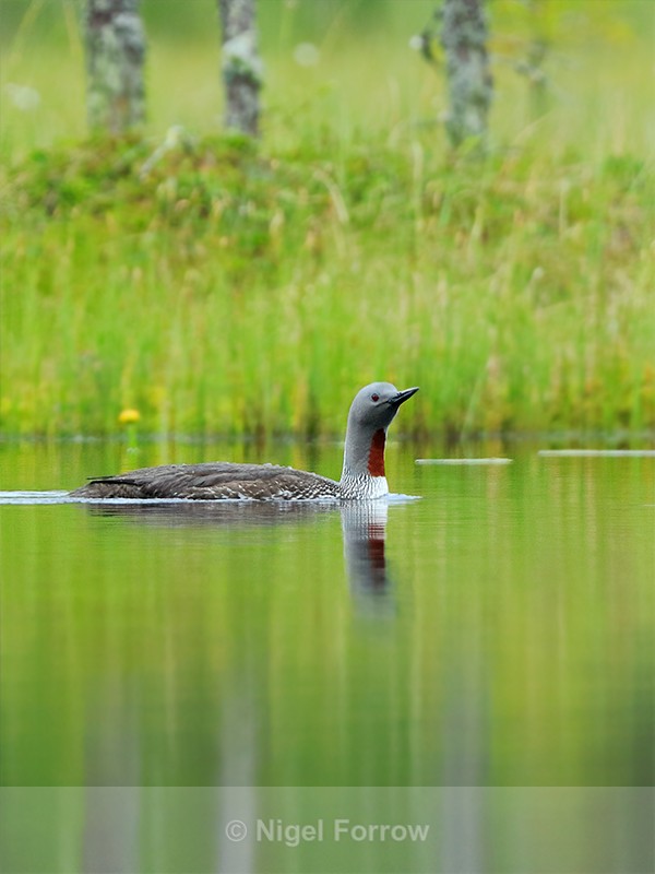 Red-throated Diver swimming on a Finnish pond - Red-throated Diver
