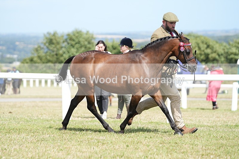 DSC07357 - Class 69: NPS Show Pony 4 years and over