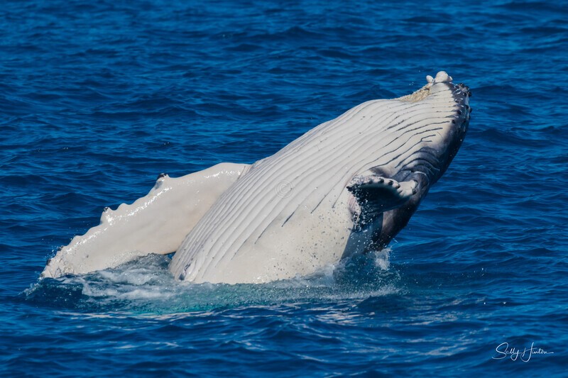 HB Calf Breach 11. 0A3A7179 - 2025 Hervey Bay Whales