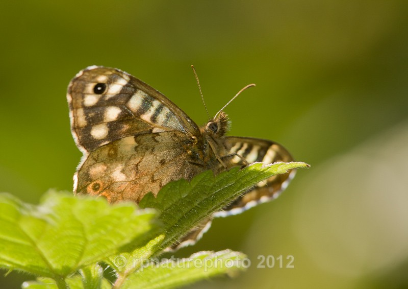 Speckled Wood - Pararge aegeria RPNP0005 - Insects & Spiders
