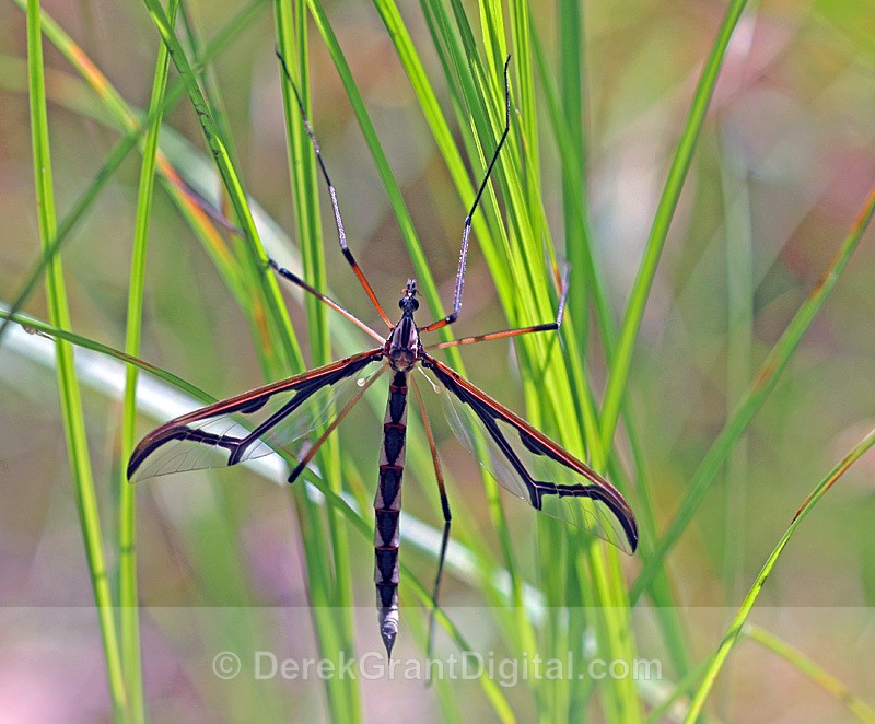 Pedicia albivitta (f) - Giant Eastern Crane Fly