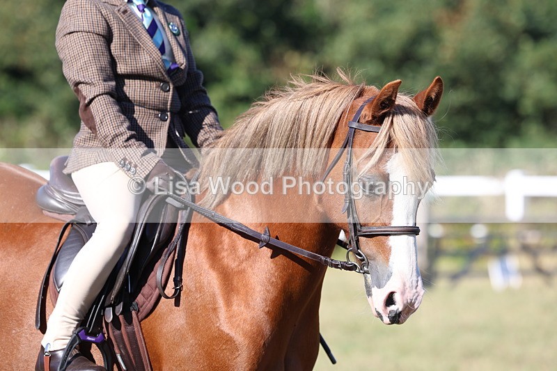 3E7A5372 - Class 2: Working Hunter 60cm