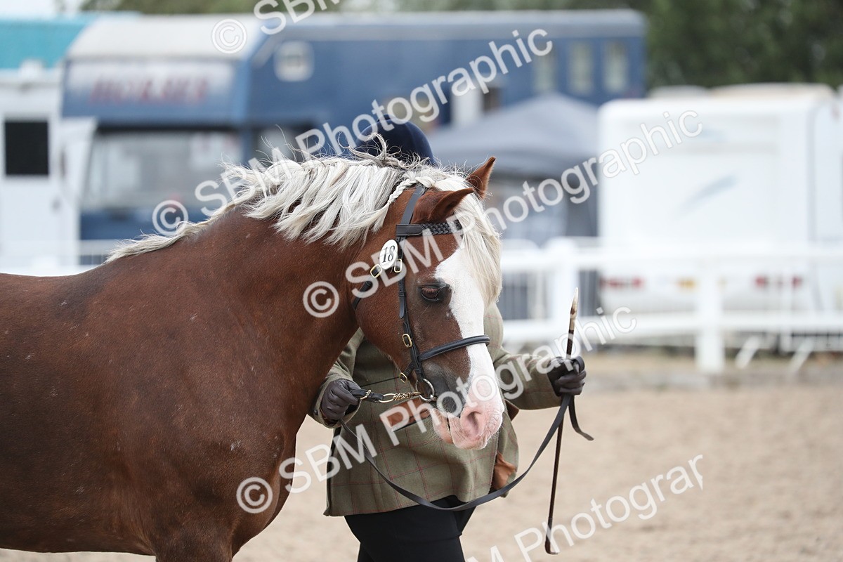 SBM_17872 - Class 317 IH Pure bred Horse/Pony