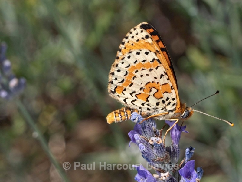 Spotted Fritillary (Melitaea didyma,) ♂︎ - Ten Metres from Home 1. (2020)