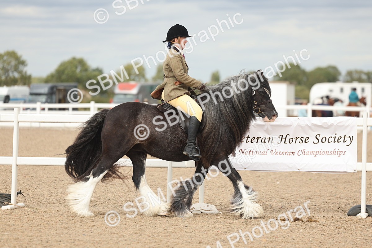 SBM_17981 - Class 314 - Family Horse Pony