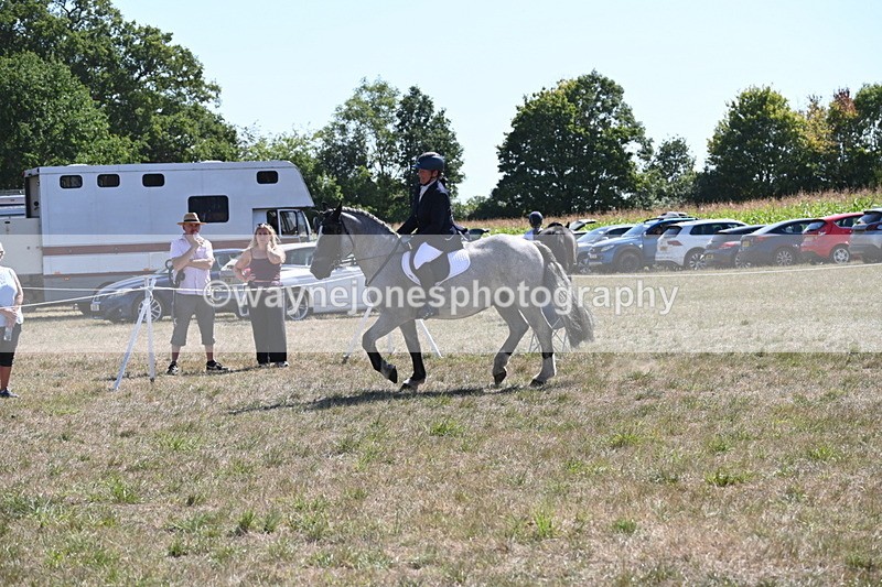 WJ6_8890 - Class 38 Ridden Riding Horse/Pony