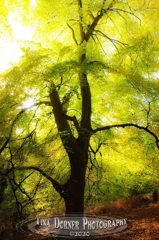Beech Tree with sun behind  in Green and Gold from Autumn Forest of Dean and Wye Valley Portfolio by Tina Dorner Photography