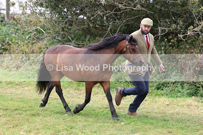 3E7A5673 - In Hand Championship