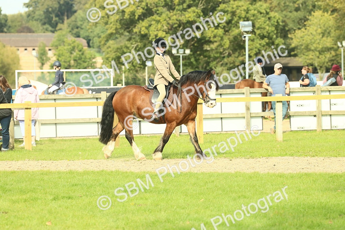 SBM_69043 - S58 - Mini Show Cob Ridden
