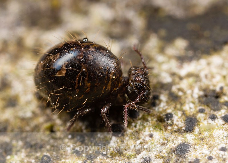 Allacma fusca - Allacma fusca