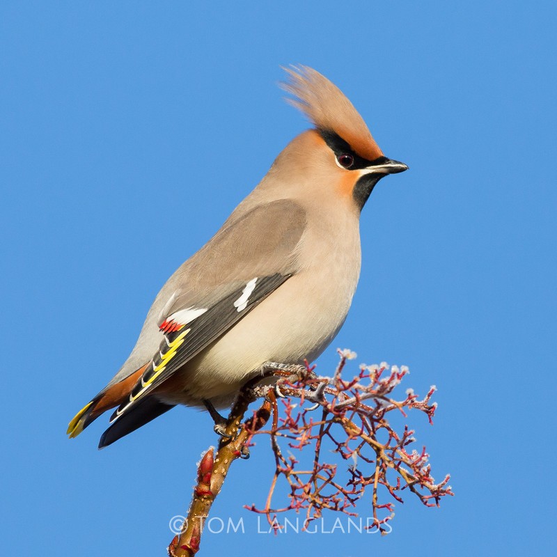 Waxwing - All Other Birds