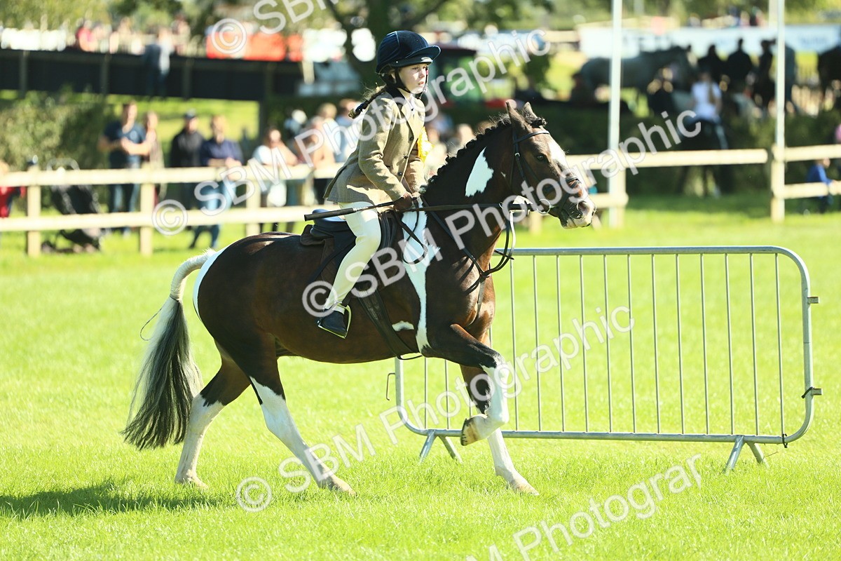 SBM_39114 - S29 - Novice & Newcomers Working Hunter Pony