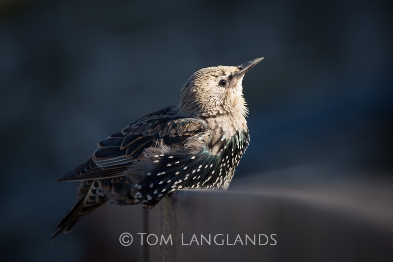 Starling - Starlings and Murmurations