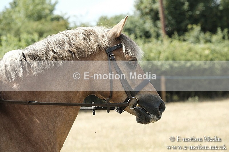 _PJP5978 - BVRC Show 2018 Ring 1