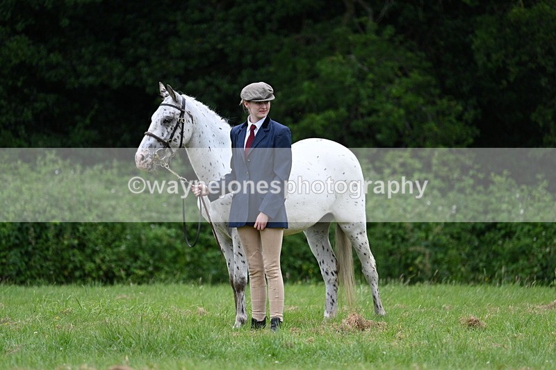 WJ7_4467 - Class 14B Prettiest Mare