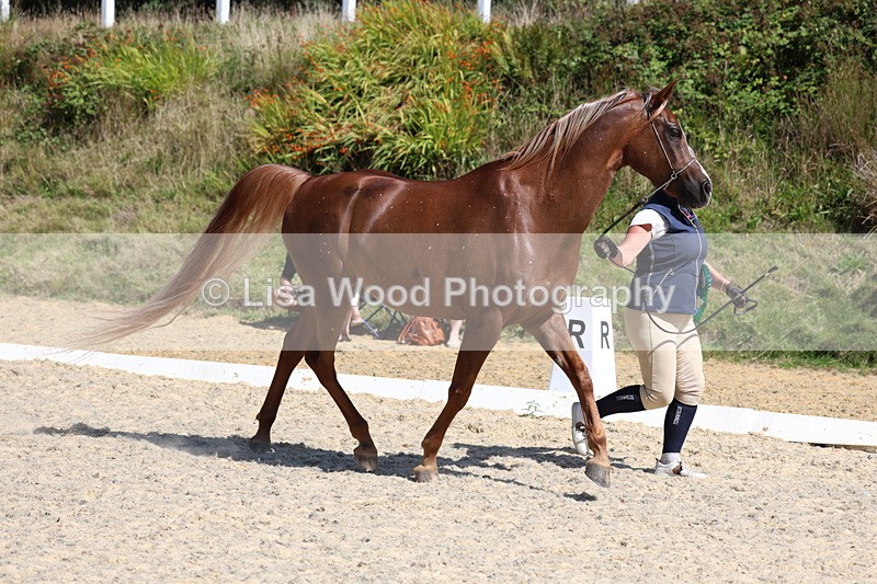 3E7A9871 - In Hand Championship