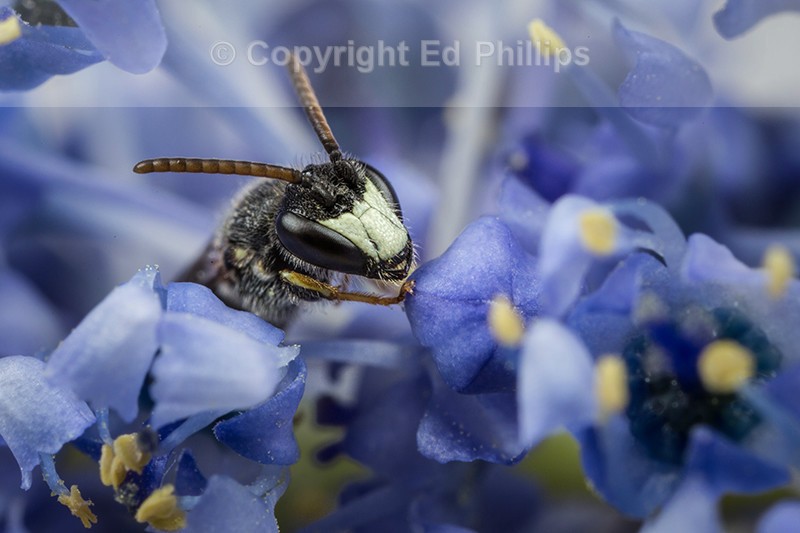 Hylaeus hyalinatus (m)