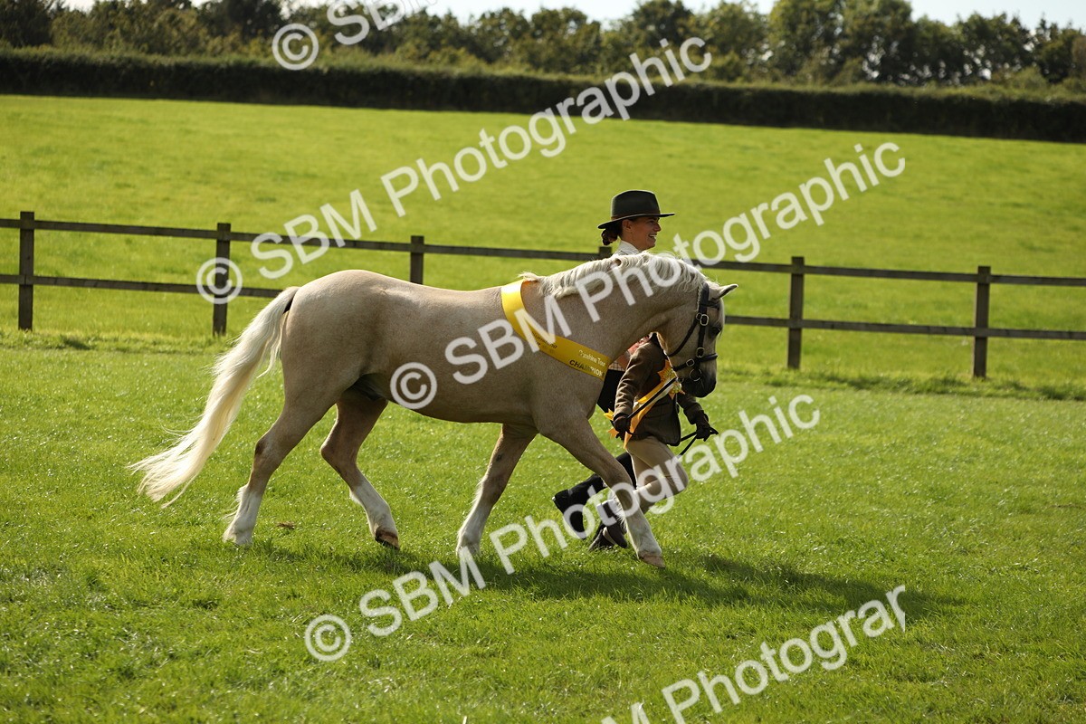 SBM_62887 - S46 - Mountain & Moorland In Hand Small Breeds