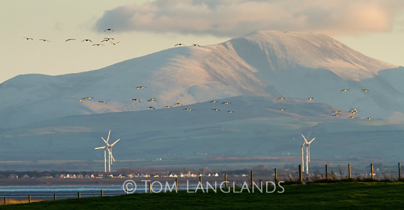 Geese over the Solway - Landscapes
