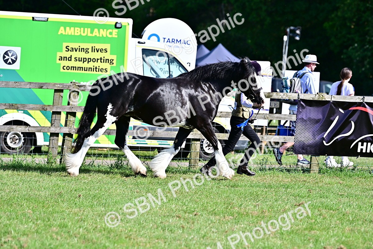SBM_10151 - Class 63-65 - Traditional Gypsy Cobs In Hand & Ridden