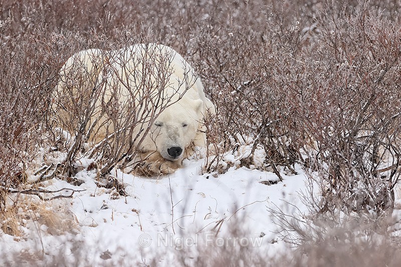 Polar Bear sleeping in willow, Churchill, Canada - Polar Bear