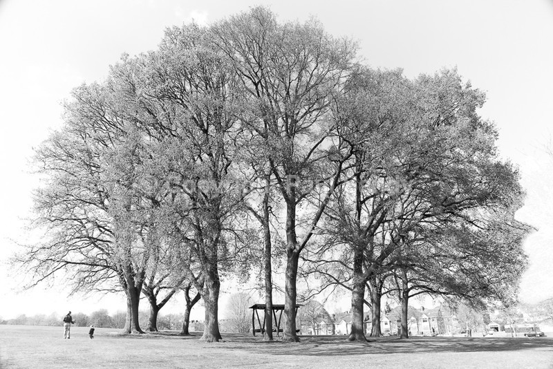 Playing in the park, Heavitree Pleasure Grounds, Exeter - Seeing the Wood AND the Trees