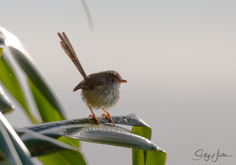 Red Wren Female 3