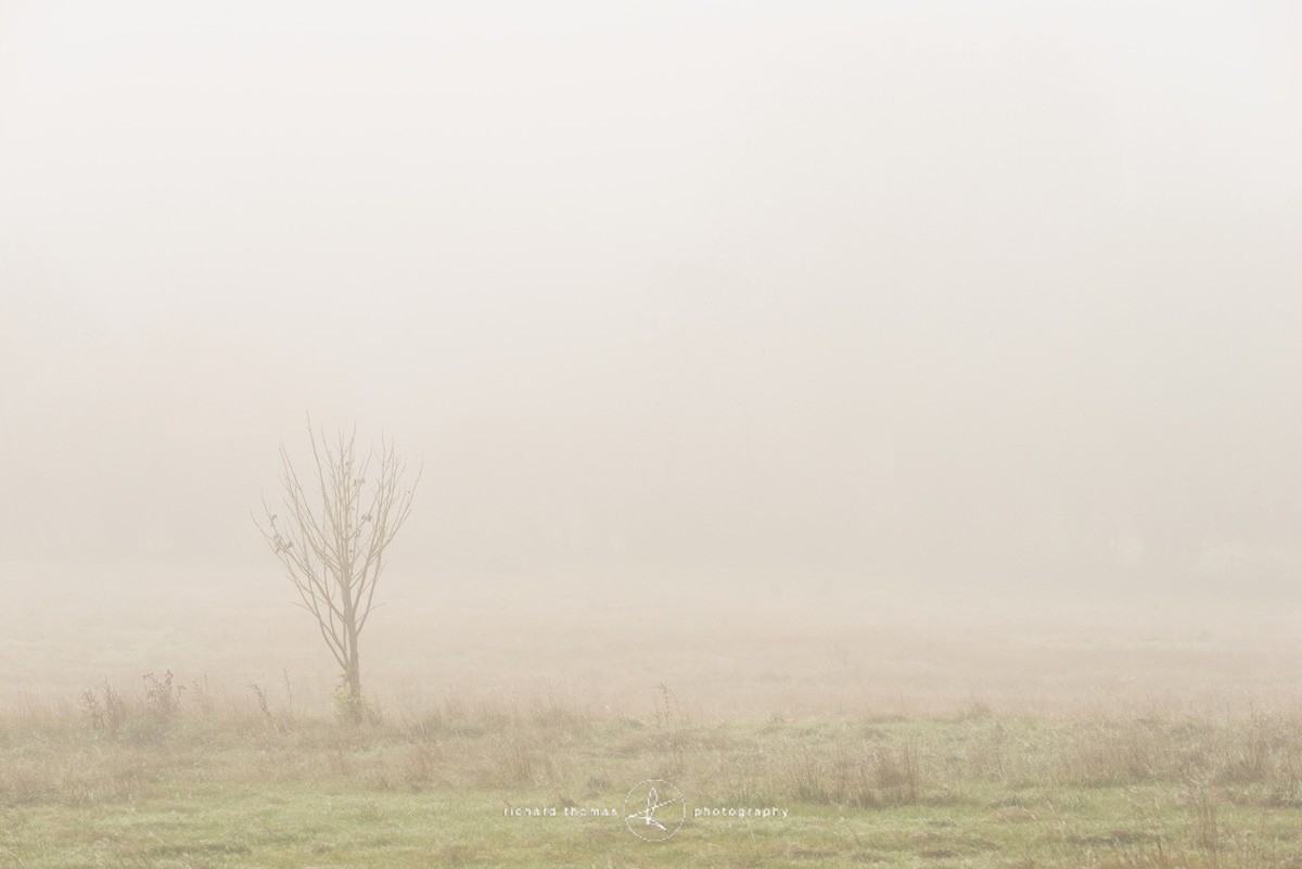 Martyr Tree VI - The Martyr trees