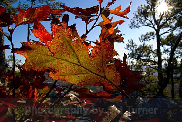 Leaf in the Autumn Sun - Autum