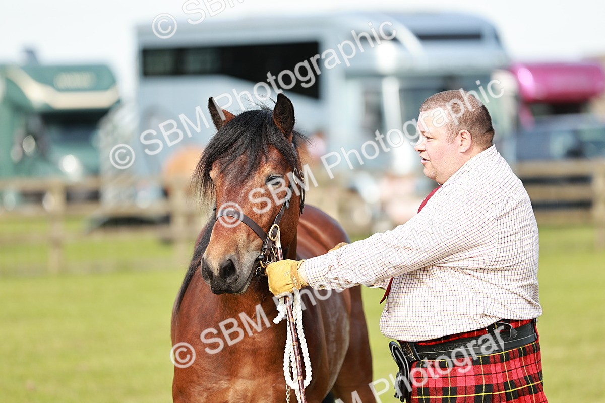SBM_00750 - Class 14-23 - Mountain & Moorland In Hand Non Welsh