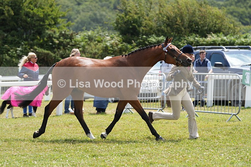 DSC06355 - Class 55: Hunter/Riding Horse/Hack 3 & 4 yr olds
