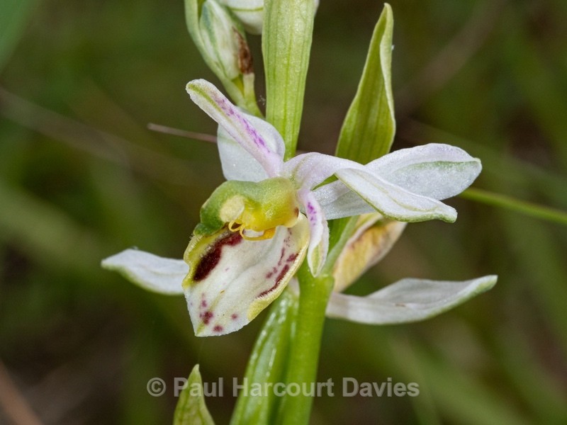 Bee Orchid aberrant (Ophrys apifera) an unusual form lacking a lip - Wild Orchids - 1