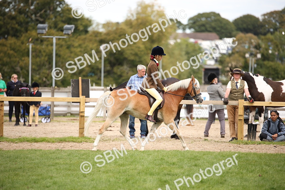 SBM_42345 - S13 - Pony Club Pony