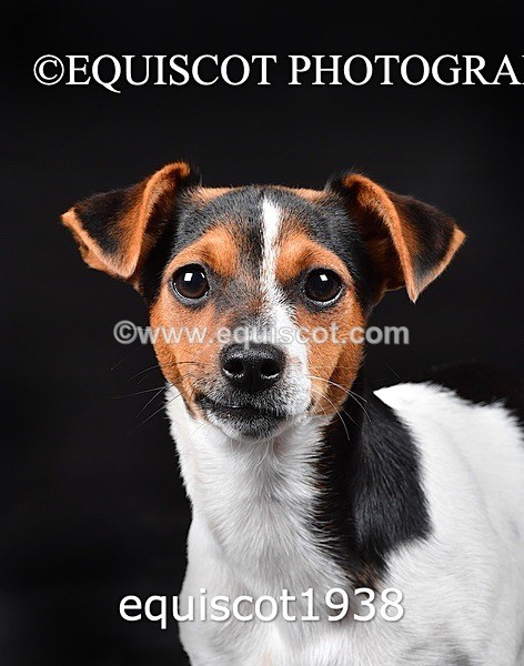 equiscot1938 - MARIS & CHIP