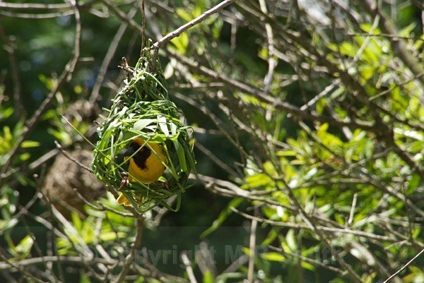 Southern Masked Weaver - SA - BIRDS & INSECTS