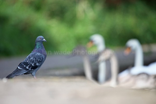 Urban Pigeons in Bristol - Birds, swans and gulls