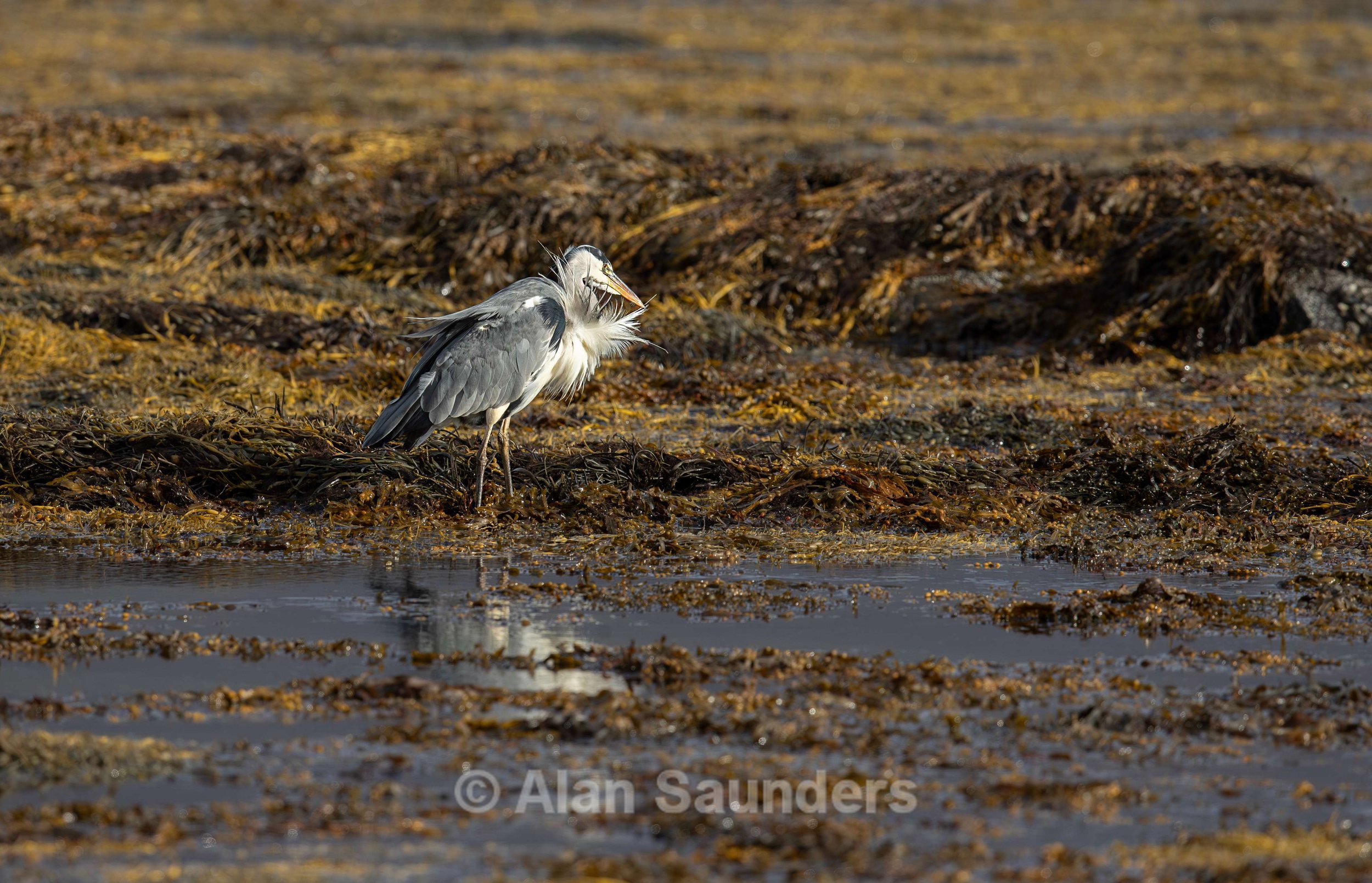 Grey Heron 17