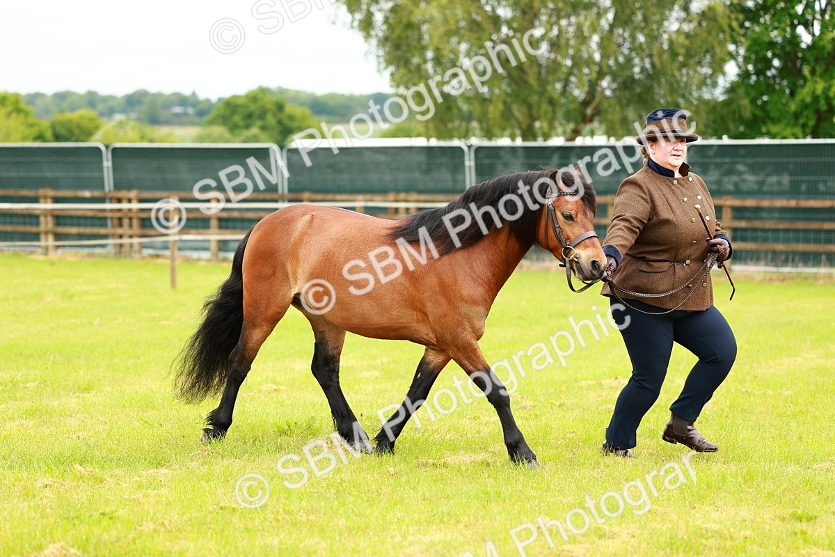 SBM_00274 - Class 58-67 - M&M Non Welsh Pony In hand