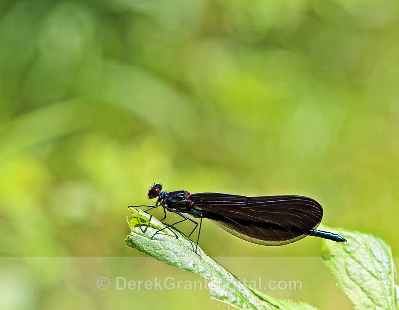 Ebony Jewelwing (male) - Dragonflies of Atlantic Canada