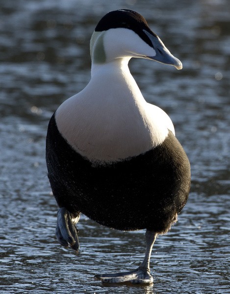 EIDER - THE COMMON EIDER DUCK