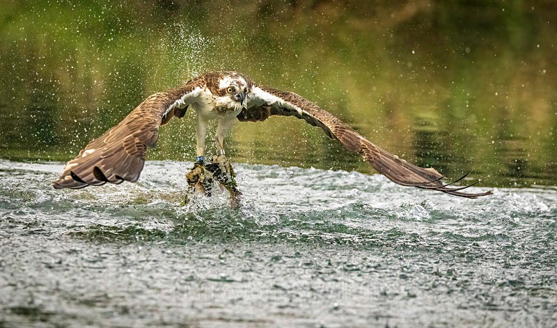 OSPREY, RUTLAND WATER. 15 - OSPREYS 2022