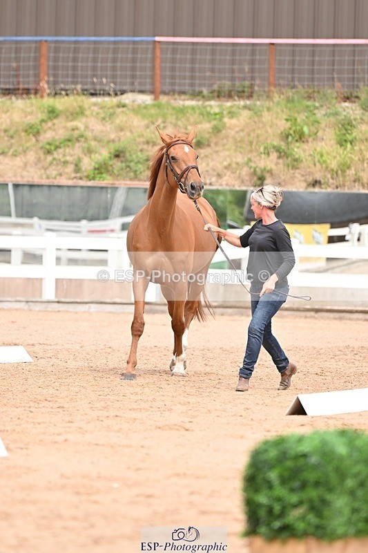 250716-154054-02108 - Trot Up 3.30 to 4.30