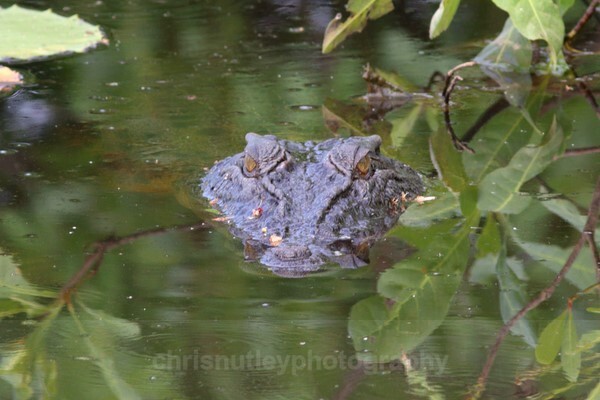  - Reptiles and Amphibians