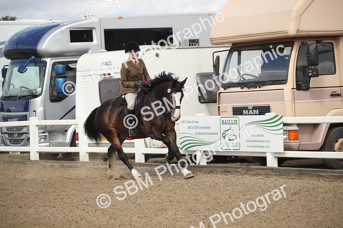 SBM_14606 - Class 505a - M&M Working Veteran - 50cm (15-19)